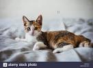 American Shorthair European Shorthair Cat