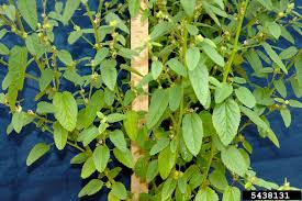 Image result for Sida spinosa