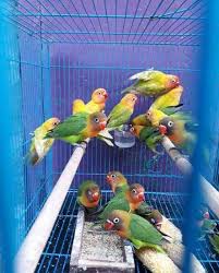 Namun, harus tetap menggunakan cara merawat anakan lovebird untuk lomba dengan baik dan … 6 Cara Memilih Bakalan Lovebird Paud Yang Bagus Hewan Id