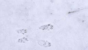 Spuren im schnee finden sich im winter überall. Tierspuren Im Schnee So Erkennen Sie Welches Tier Bei Ihnen Im Garten War Mein Garten