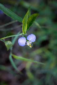 Image result for Launaea rarifolia
