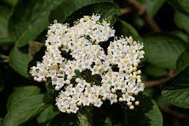Wayfaring Tree Viburnum Lantana Bloom Lantana Viburnum Plants