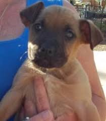Adopt Tara On Petfinder Boxer Dogs Adoption Dogs