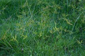 Image result for Cyperus cyperoides