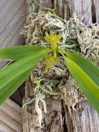 Image result for Angraecum cultriforme