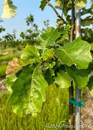 Image result for oak sapling
