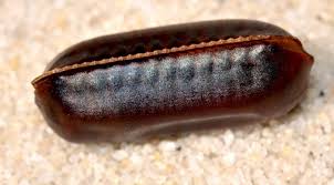 What is the best stuff to kill roaches? Cockroach Eggs What Is It And How To Get Rid Of It