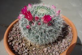 Cactus (cactaceae) can be ideal indoor plants, and they come in many sizes and shapes. Old Lady Cactus 4 15 2014 Cactus Plants Succulents