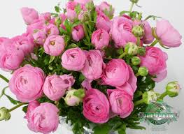 Check spelling or type a new query. Pin On Ranunculus