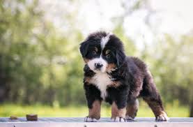 If you live in southern california, south florida, or near lehi, utah and are looking for a casual office, friendly coworkers, and want to help hopeful puppy families across the country fetch their new best friends, puppyspot may be the place for you. Bernese Mountain Dog Great Pet Care