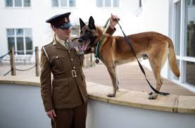 Brush the belgian malinois' coat weekly to remove dead hair. Breeds 101 Meet The Belgian Malinois