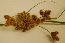 Image result for Schoenoplectus scirpoides