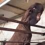 Damascus goat adult from www.newsweek.com