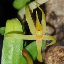 Image result for Angraecum moandense