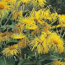 Image result for Inula mannii