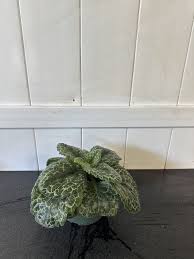 Image result for Streptocarpus leptopus