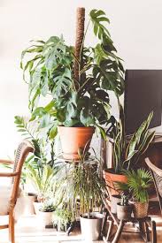 Le piante da appartamento resistenti, con foto e descrizione. Piante Da Appartamento Yougardener