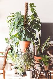 Piante da interno png png image. Piante Da Appartamento Yougardener