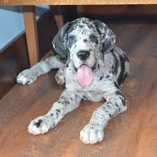 Check spelling or type a new query. Charlie Great Dane Puppy 605733 Puppyspot