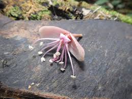 Image result for Julbernardia seretii