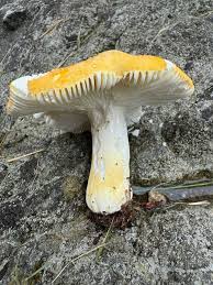 Image result for Russula flavida
