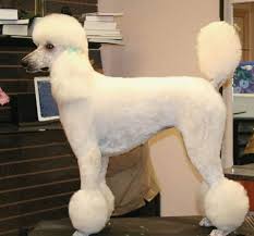 We did not find results for: 12 Haircuts For Poodles And The Grooming Tools You Need Kenchii Grooming