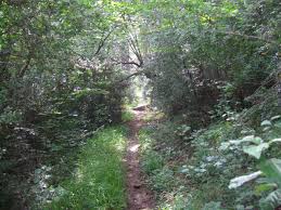 Resultado de imagen de ramaje