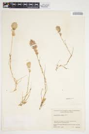 Image result for Trichoneura grandiglumis