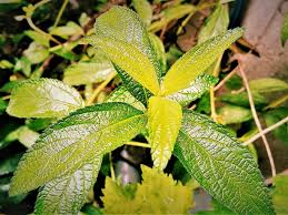 Image result for Lippia abyssinica
