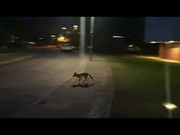 ©2020 fox news network, llc. Will Foxes Eat My Outdoor Cat Berlin