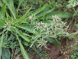 Image result for Gnaphalium polycaulon