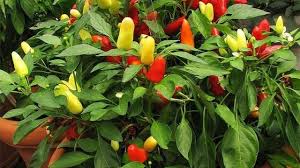 Cara menanam cabe rawit di gunung. 6 Cara Menanam Cabe Sendiri Di Rumah Dengan Mudah Dan Pasti Berbuah Lifestyle Liputan6 Com