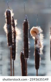 Image result for Typhaceae