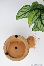 So i decided to try my hand please click the link in the email i just sent you—i just need to confirm it's really you to prevent spam. How To Drill Drainage Holes For Houseplants Clever Bloom