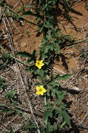 Image result for Cucumis zeyheri