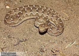 Carpet Viper Snake Viper Snake Lizard