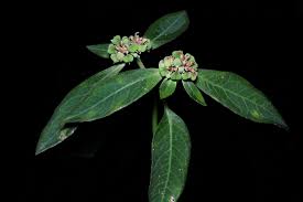 Image result for Euphorbia heterophylla