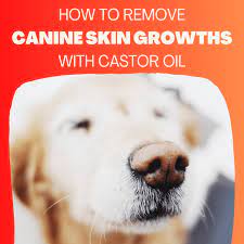 How To Get Rid Of Growths On Dogs For Under Five Dollars - Pethelpful