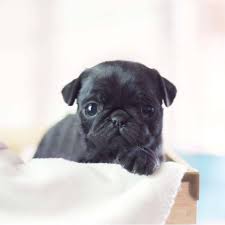 Teacup Pug Puppies For Sale