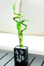 Account Suspended Glucksbambus Bambus Im Topf Bambus