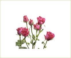 Spray Rose Hot Majolika Spray Roses Public Albums Sierra Flower Finder