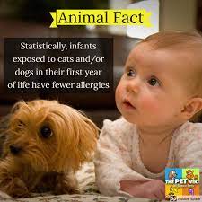 Animal Fact Of The Day Infants Exposed To Cats And Or Dogs In Their First Year Of Life Had Fewer Allergies To Most Allergens R Animal Facts Pets Yorkie Puppy