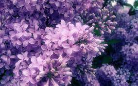 Download free aesthetic purple wallpaper and background pictures on pikwizard. Pin By Son Of Universe On Purple Flower Desktop Wallpaper Purple Flowers Wallpaper Lilac Painting