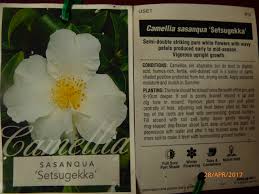 Camellia Sasanqua Setsugekka Advanced Range 75mm Pot Delv From August 2020 Brenlissa Online Nursery