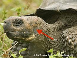 Signs Of A Healthy Tortoise