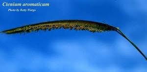 Image result for Ctenium