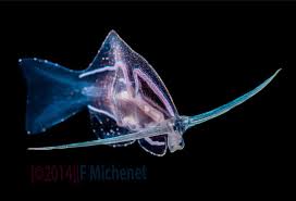 Image result for Phyllorachis