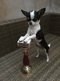 Elevage De Chihuahua Lof Elevage Des Petits Azteques Elevage Chihuahua Chihuahua Azteque