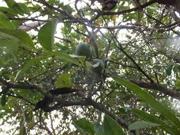 Image result for Strychnos pungens