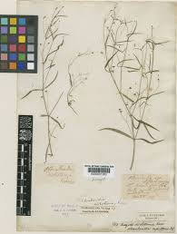 Image result for Oldenlandia affinis